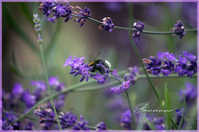 lavender, lavender and bee, lavender and butterfly, lavender candles, lawenda, owady na lawendzie, lawendowe świeczki, decoupage na słoikach