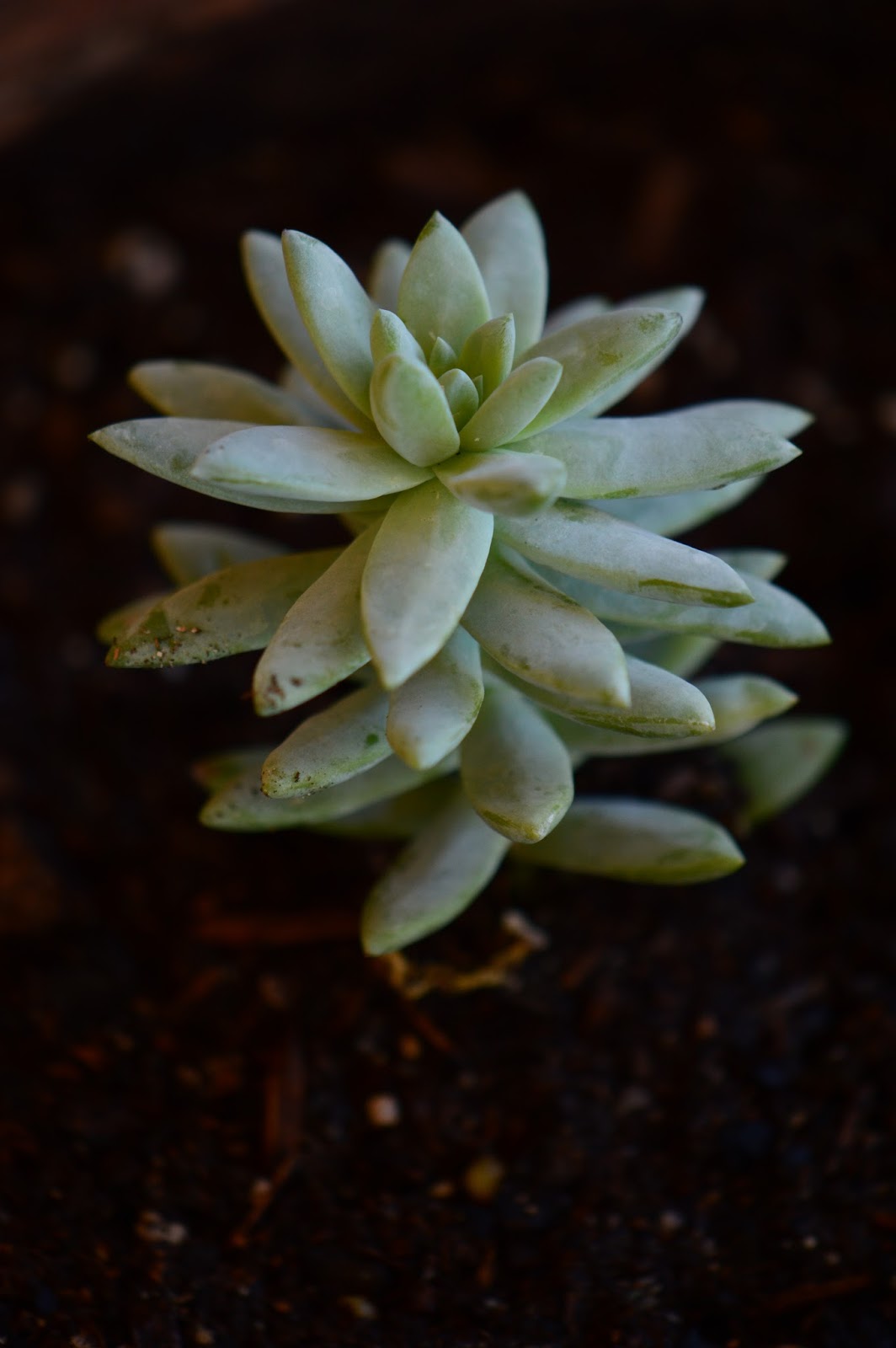 A Small, Sunny Garden The Planting of Harry Butterfield
