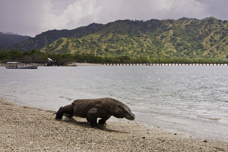 Anoa merupakan salah satu satwa endemik yang dilindungi dan menjadi ciri khas pulau