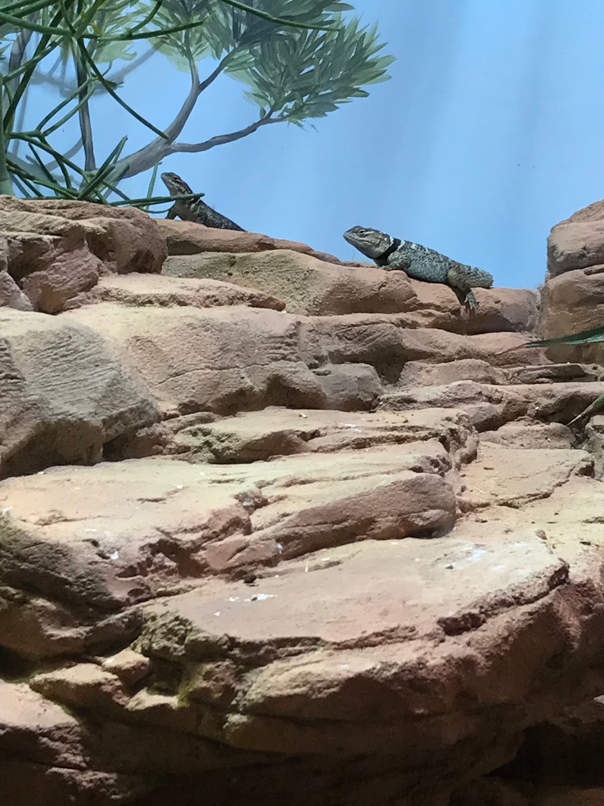 Pop's Chicago Tiki Room Reptiles at the Brookfield Zoo; Chicago, Illinois