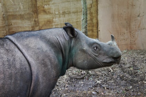 Bornean Rhino