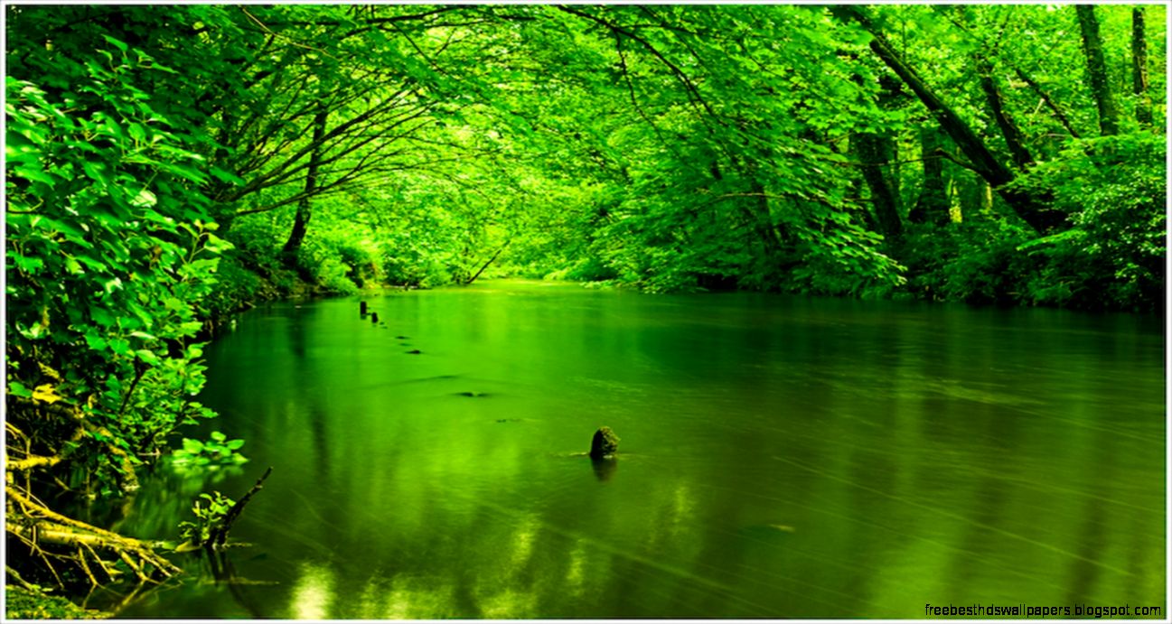 Green Stream Forest Green Nature Stream Trees Water   1366x768