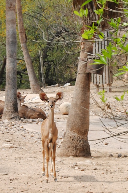 gladys porter zoo news gladys porter zoo news
