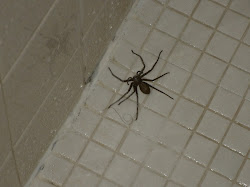 spider bugs bathroom shower rainforest