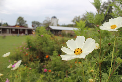 Ben's Journal: Great Country Farms - Fantastic Fun on the Farm