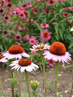 Stauden vermehren - Sonnenhut Echinacea