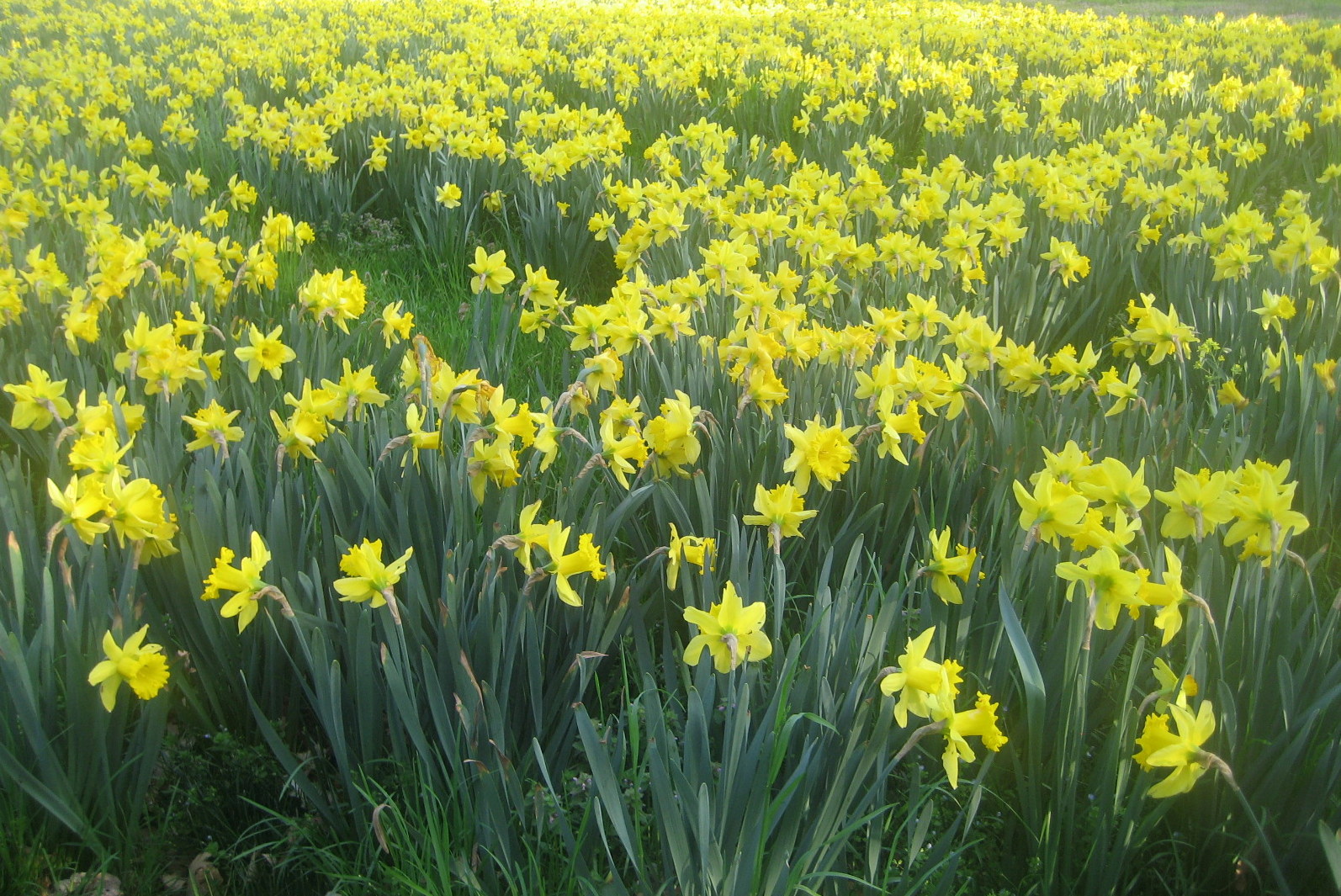 Ben's Journal: Canon SD 630 as a Kid Friendly Cam