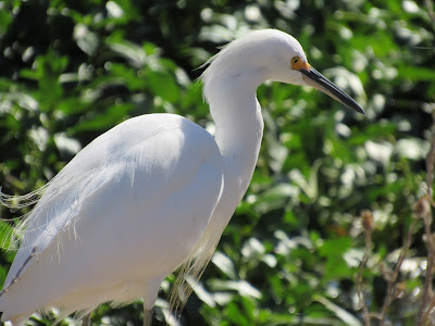 Sacramento National Wildlife Refuge California