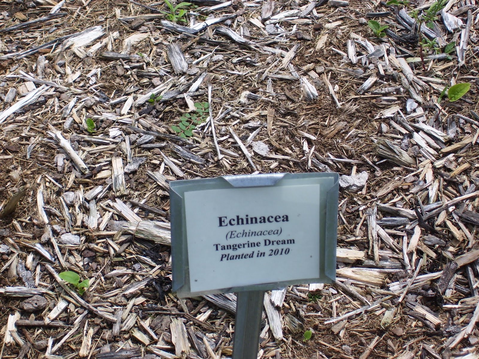Talking to Plants Hancock Agricultural Research Station