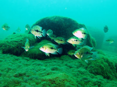 Dive Laguna de Apoyo