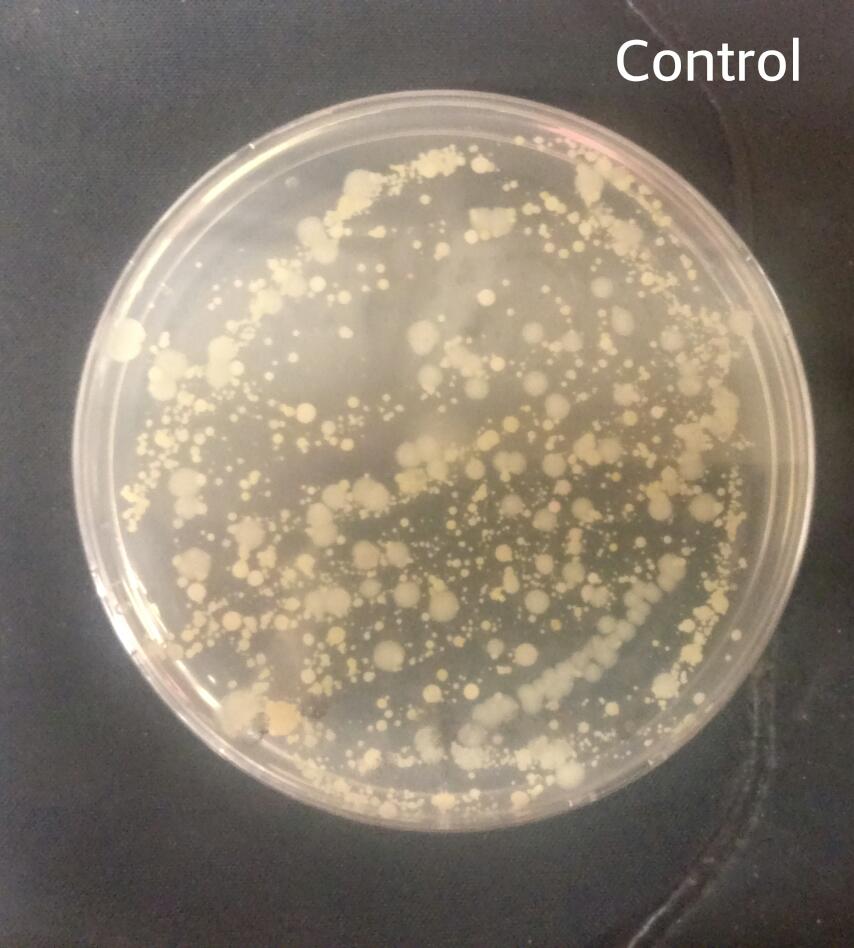 Which Essential Oils Kill Germs Best? A Fun Science Experiment