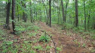 one of the trails in the Franklin Town Forest off Summer St