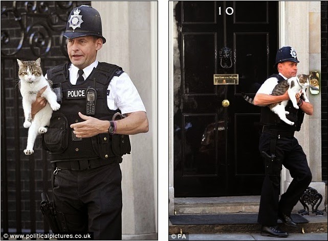 The police have arrived. Коты на службе. Кот с Даунинг стрит. Англичане и кошки. Кот на службе в Британии.
