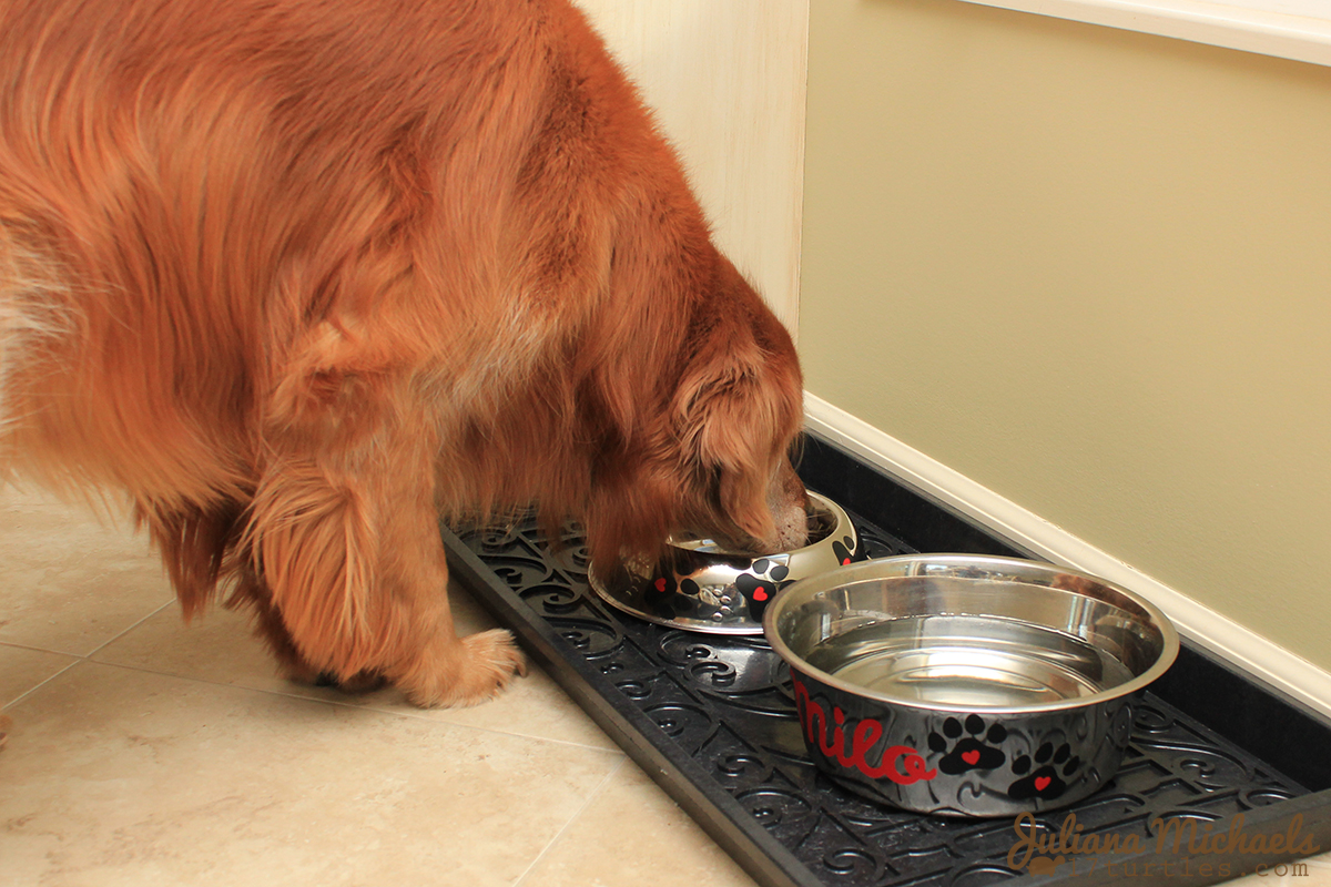 Milo enjoying his Paw Prints Dog Bowl Set by Juliana Michaels for SRM Stickers