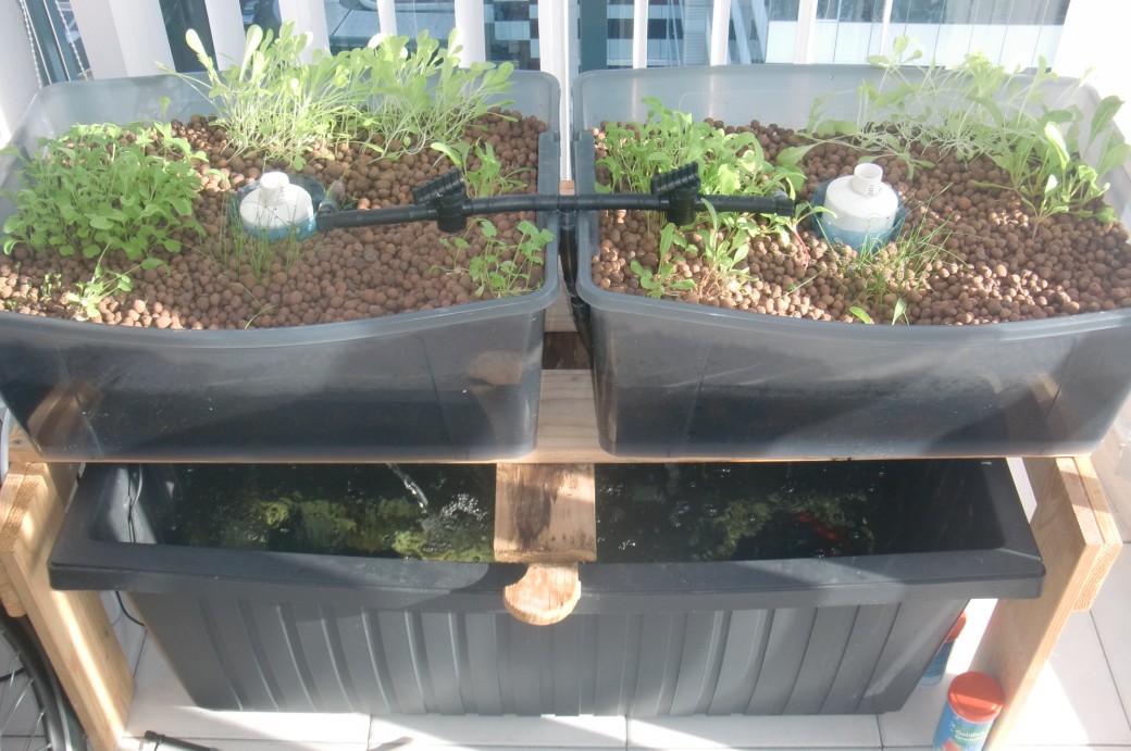 Indoor Aquaponics : City-dwelling Vegetable Farming While Making Use Of Aquaponic Directory For Gardening Set-up Helps To Make F