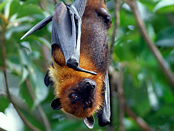 Ovaltes: Flying Foxes and Golden Crowned Flying Fox Habitat In Philippines