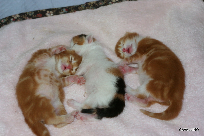 Cavallino 猫 ねこ ネコ お誕生日おめでとう 雷神の場合