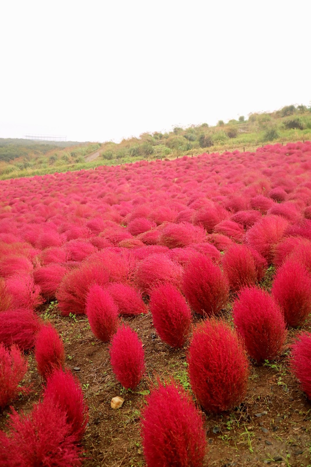Кохия пылающий куст. Куст кохия. Пылающий куст. Пылающий кустарник. Кохия летний кипарис.