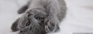 Grey Cute Kitten Cover Photo