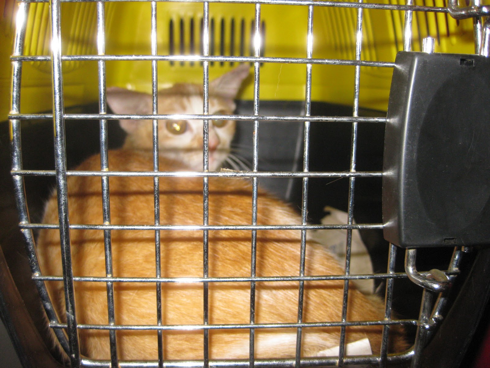 myanimalcare A male cat neutered (Francis Tze)