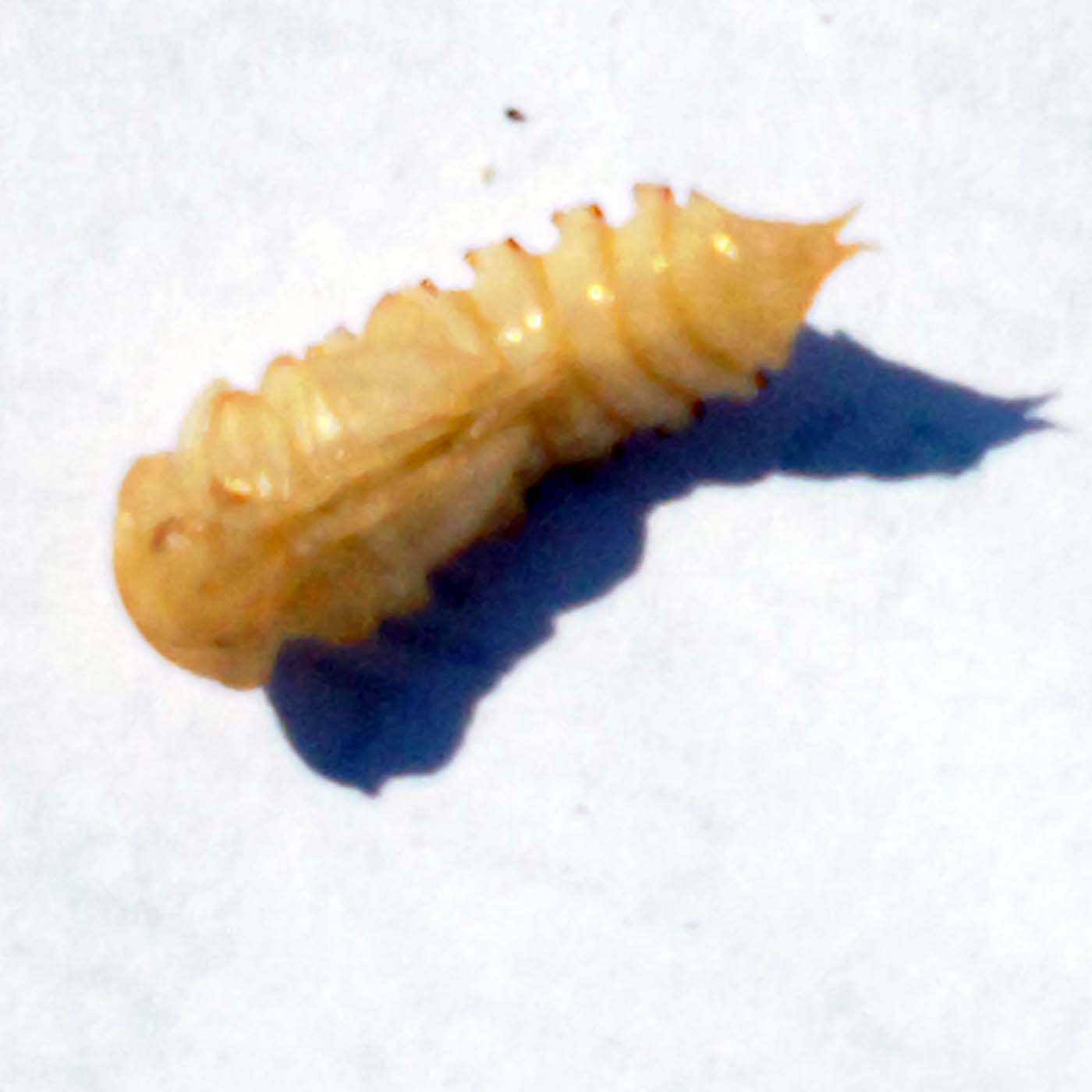 mealworms