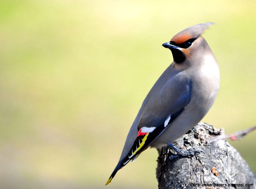 Bohemian Waxwing Bird