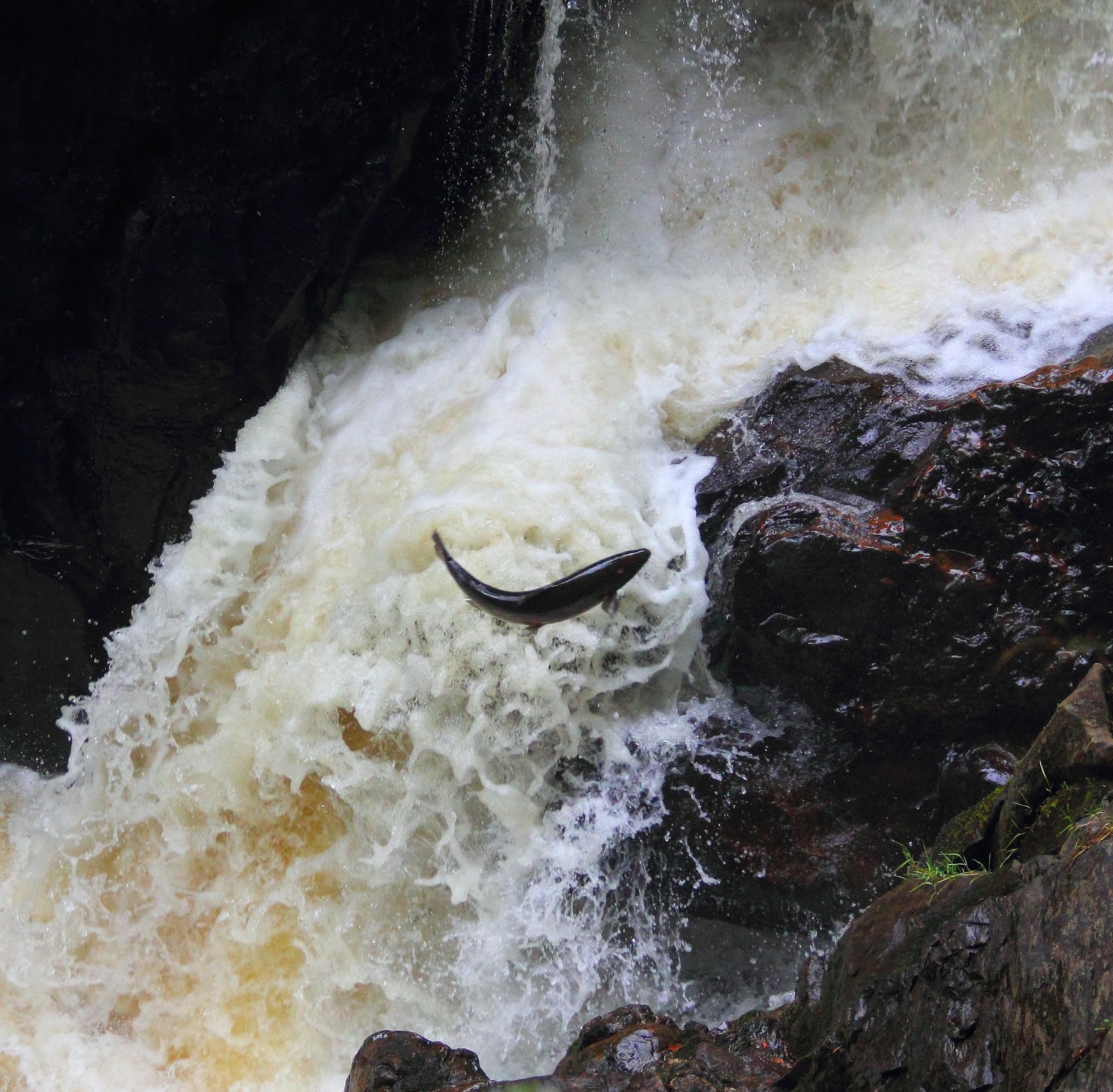 That Hideous Man Salmon leaping, The Hermitage, Dunkeld