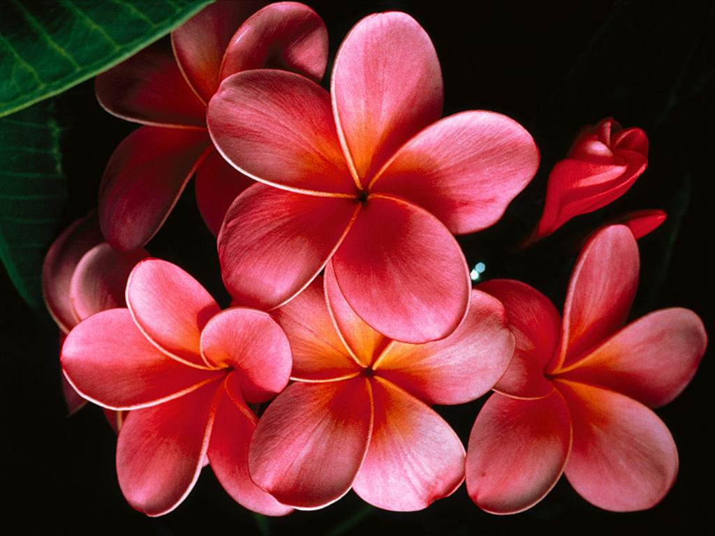 Pink Plumeria HD (High Definition) Wallpapers ~ Amazing World Gallery