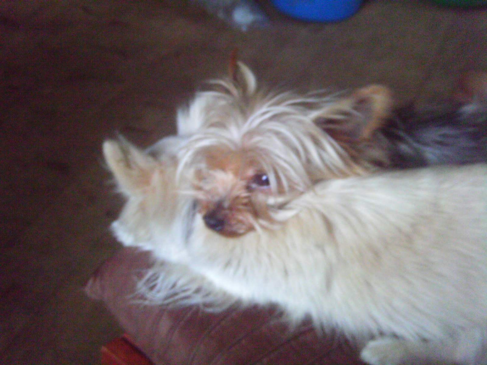 Tor Croft Animal Services Why use a pet sitting service?