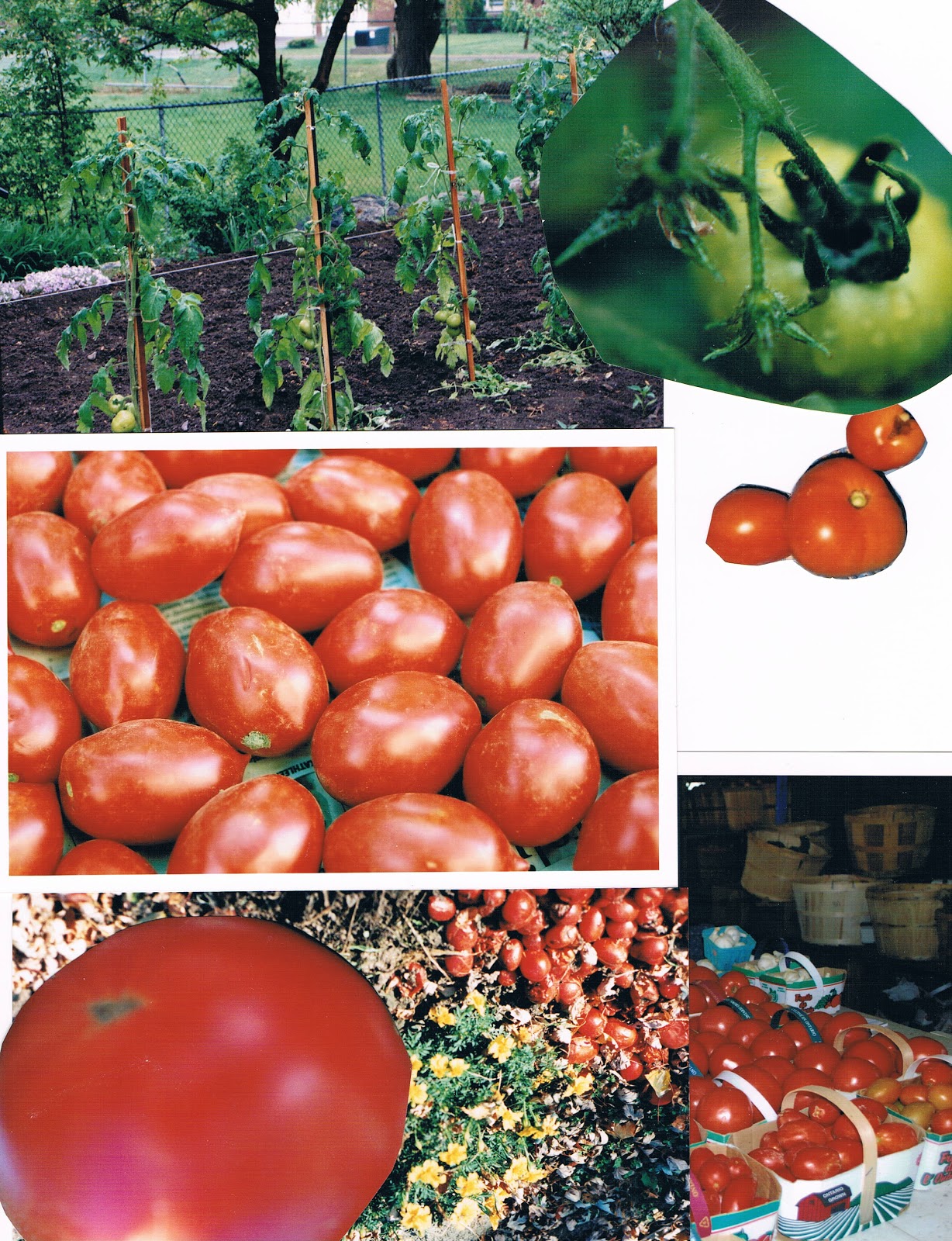 granpalovestocook WHAT ITALIAN WOULD BE WITHOUT HIS