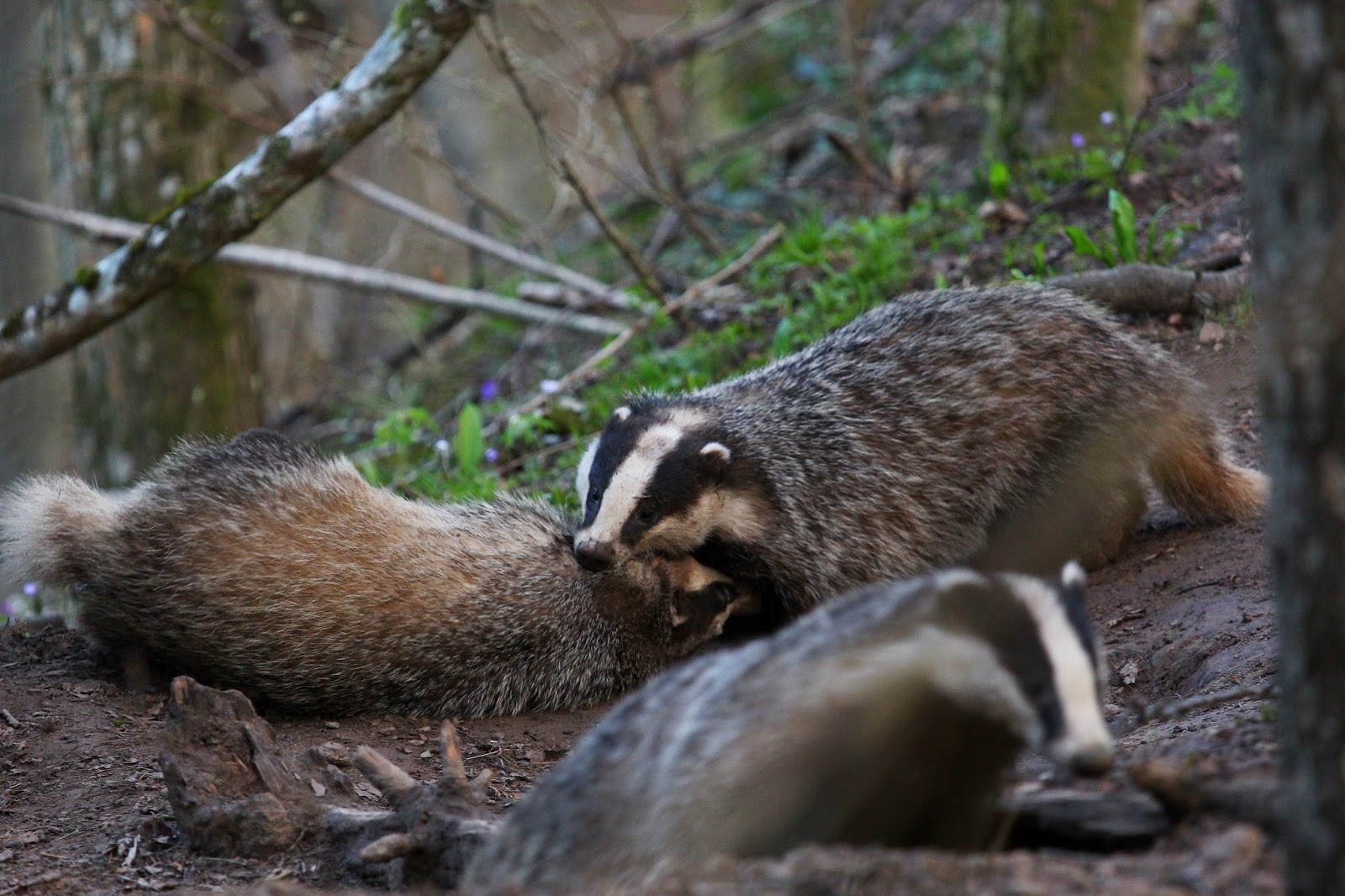 Latvijas Dabas muzeja blogs: Gada dzīvnieks 2016