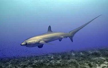 http://3.bp.blogspot.com/-qgvsxAVWYKI/TlhWL_WyBwI/AAAAAAAAAM8/LwtfPy2--GI/s400/Thresher+shark4.jpg