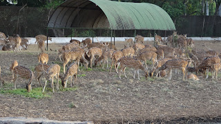 Group of Deer at Maitri Bagh Bhilai
