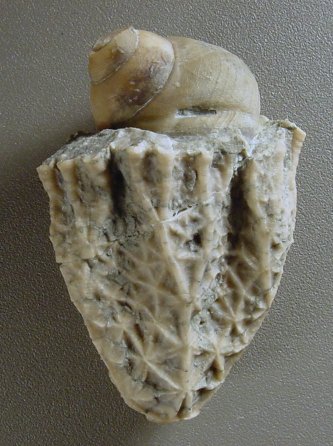 Coprophagus, or the eating of feces, by a Platycerid snail lodged near the anal vent of a crinoid. Ordovician, Kentucky. 