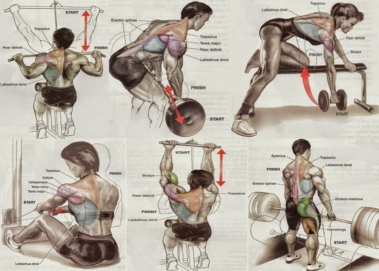 backbone definition backbone definition