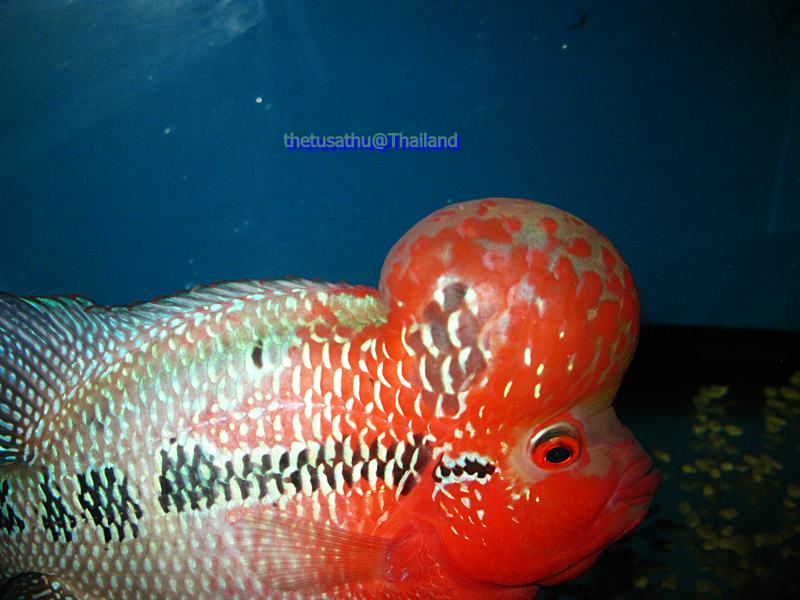 Flowerhorn The Hybrid Cichlids Red Dragon BiG Kok