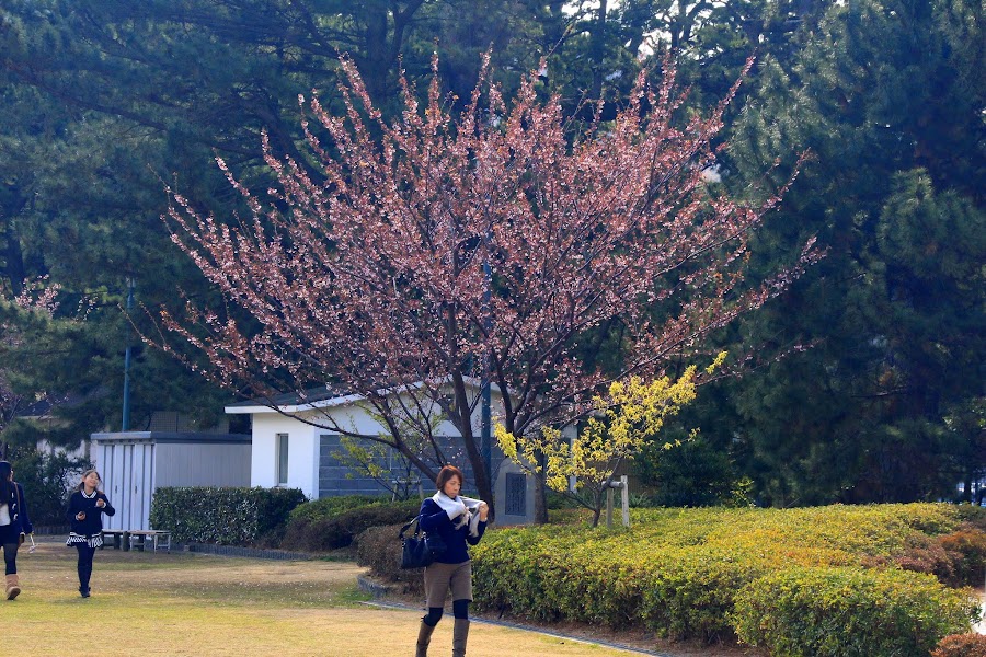 富士伊豆紀行 土肥溫泉 賞土肥櫻 觀世界最大花鐘 阿舍的精彩生活