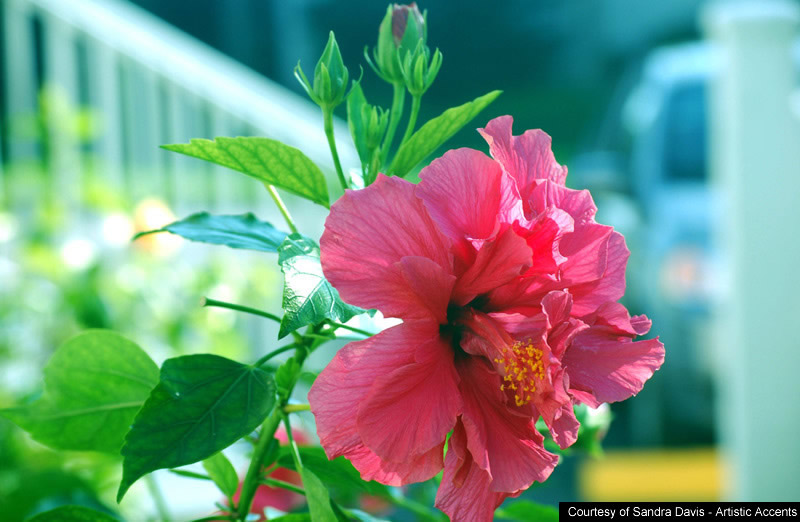 All photos gallery Free flower wallpaper, free flowers wallpaper