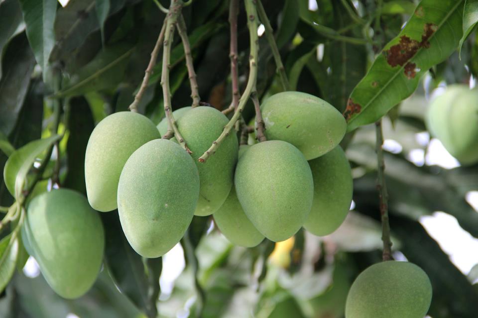 Tips for gardening mango tree plantation