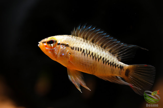 Apistogramma viejita