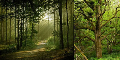 5 Hutan Paling Angker dan Misterius di Dunia