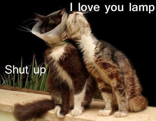 Funny Picture Image LOL Cat - I Love You Lamp