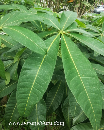 Pachira glabra, Malabar Chestnut leaves