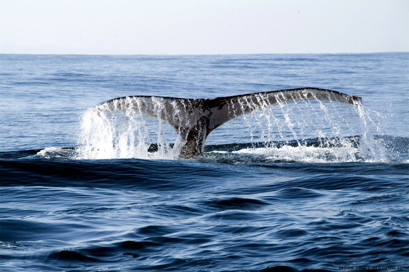 Free Wallpaper Ocean Scenes Beach by Free download best HD