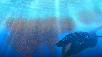 mavi balina krill