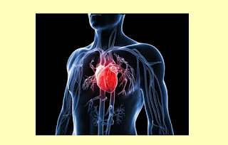 Kali ini kita akan membahas sebuah materi pembelajaran biologi tingkat SMA/SMK  kelas 10,11,12 kurikulum 2k13 edisi revisi terbaru 2018 yaitu tentang rangkuman materi jantung, adapun yang akan kita bahas yaitu mengenai pengertian jantung, fungsi jantung, struktur atau anatomi jantung, bagian bagian jantung, macam macam penyakit penyakit yang ada atau yang menyerang pada jantung dan cara kerja jantung manusia.