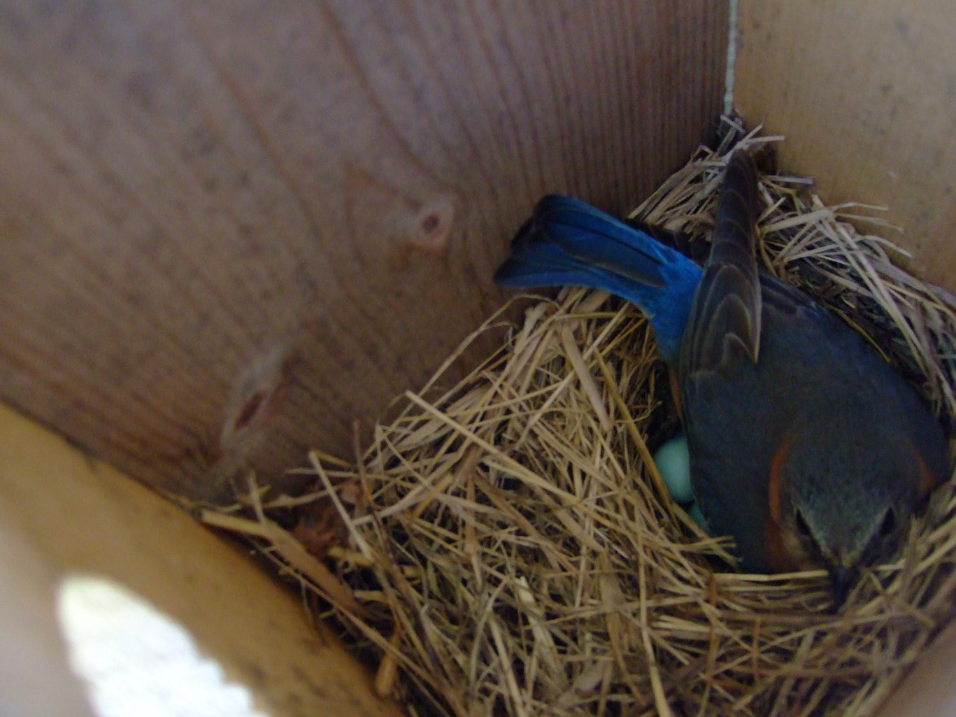 Bird In Everything Blue Bird Nest