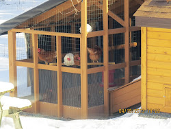 cool coops chick compound coop chickens
