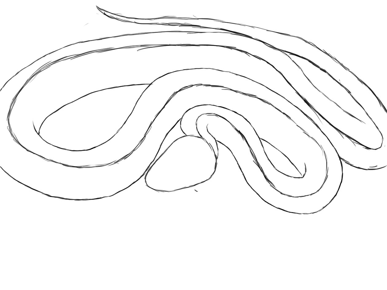 How To Draw A Snake Draw Central