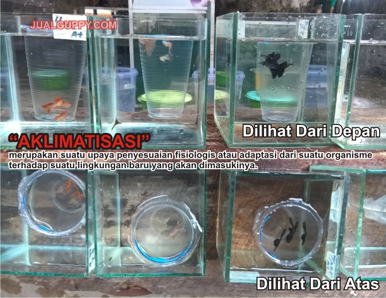 Cara Pelihara Guppy Supaya Tidak Mudah Mati Sale Guppy Fish